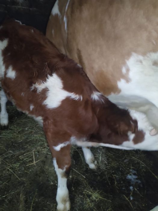 Vand 2 vitele baltata romaneasca