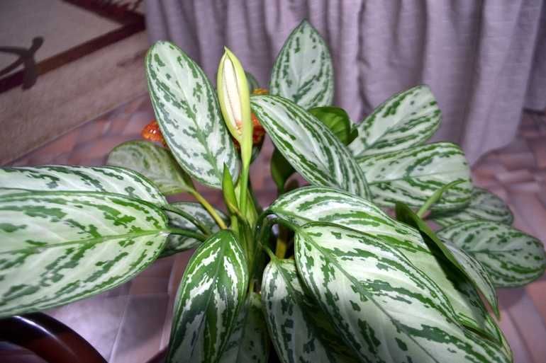 Комнатные растения разные