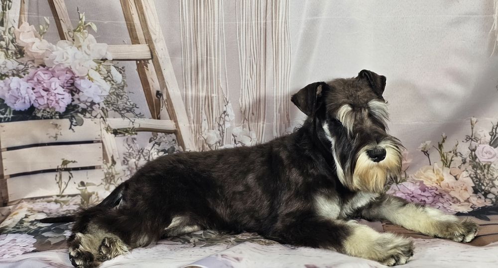 Schnauzer pitic negru argintiu - cu pedigree