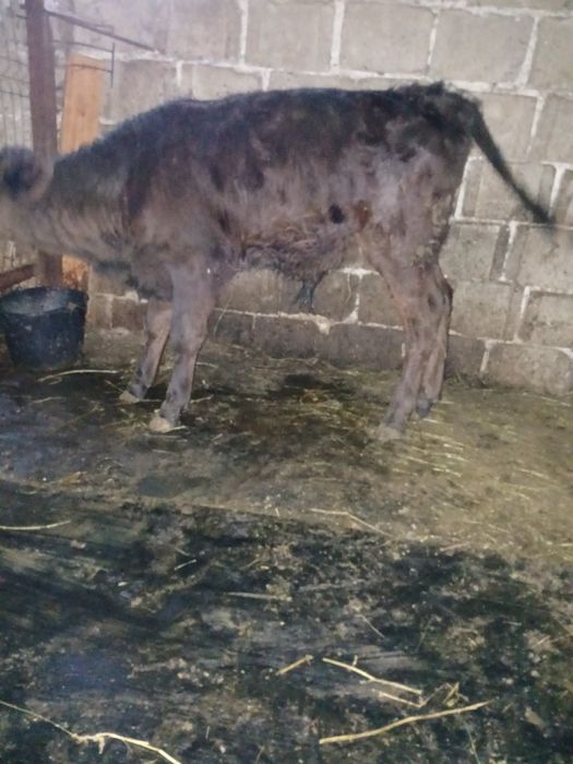 Vând tauras si vitea