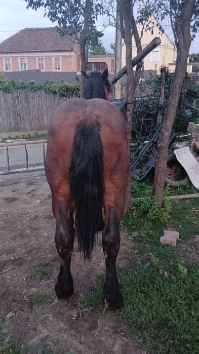 Vind minz de 1.7 luni invățat la ham