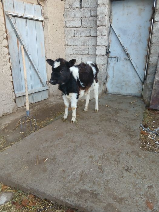 Срочни гунажнча сотлади окатга крган