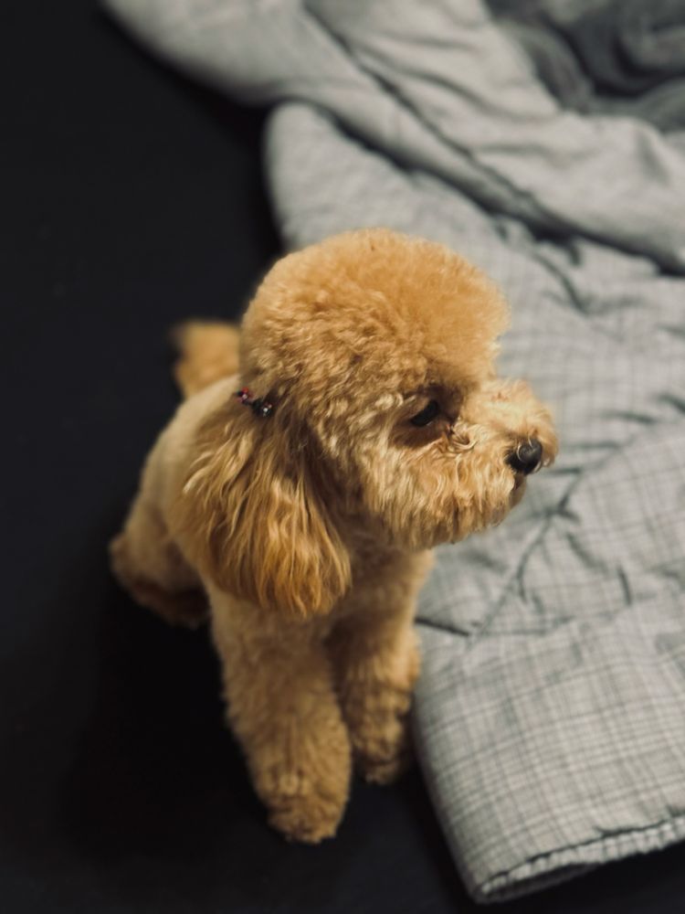 Пудел той / Toy poodle