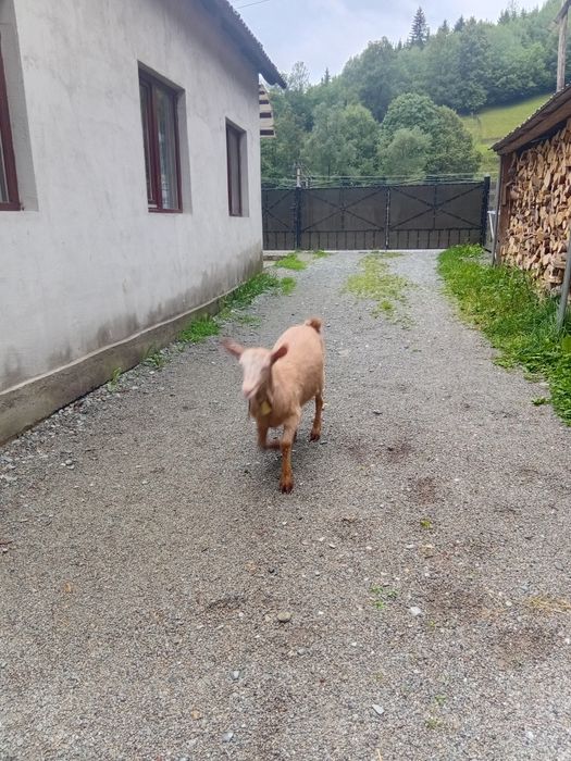 Vând iadă din 2025