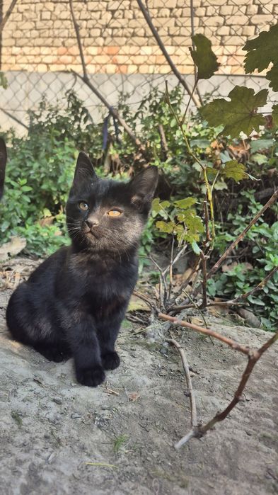 Котёнок в хорошие руки.