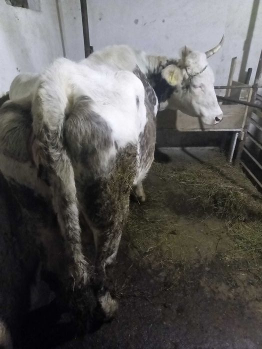 Vând vacă bălțată