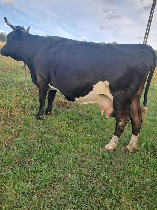 Vaca de vanzare gestanta