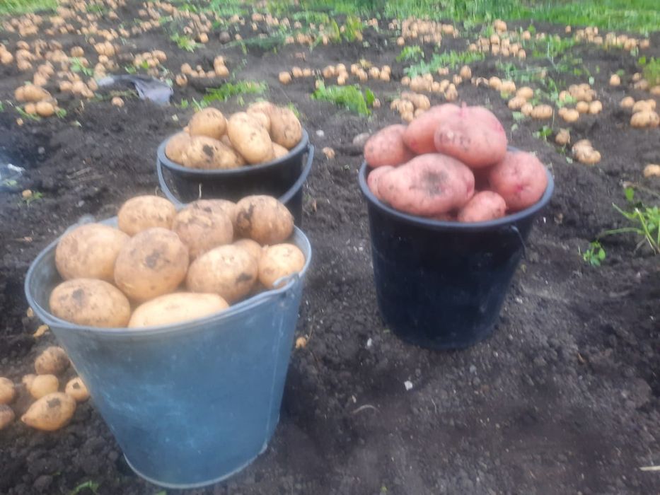 Продам картофель