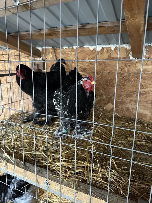 Disponibila pereche de brahma albastru