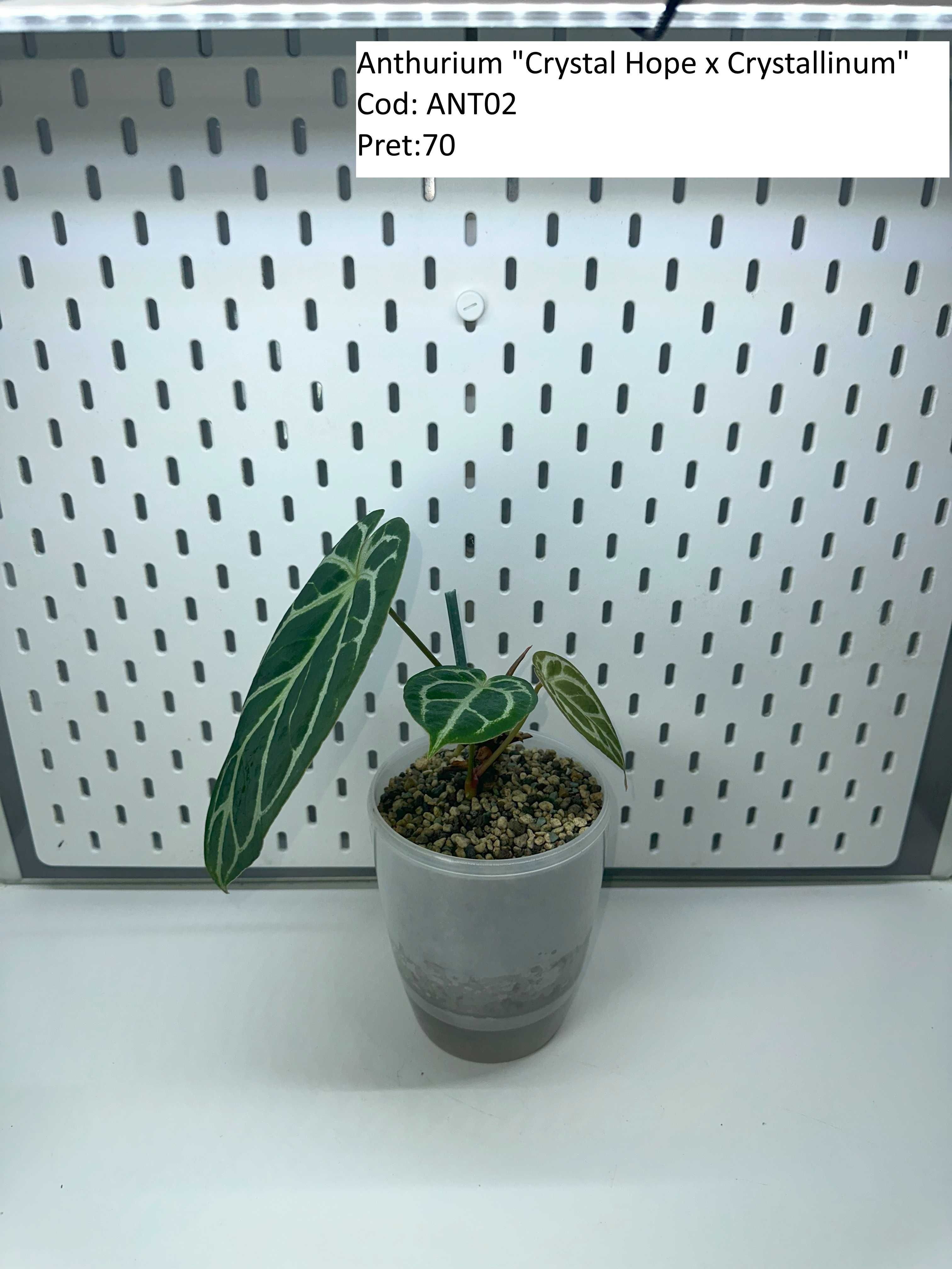 Anthurium Queen of hearts / Crystal Hope / Crystallinum / ForgetiiX _1