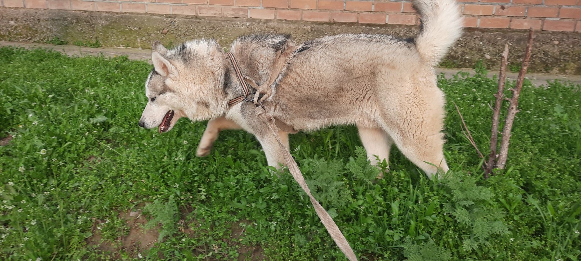 Хаски сабаки 1 йош