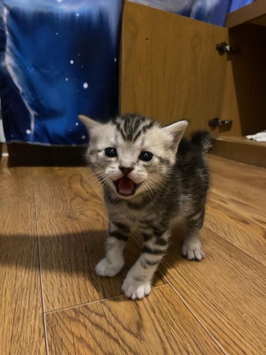 Котята скотиш страйт