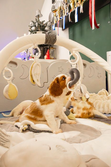 Baiat blenheim cu pedigree