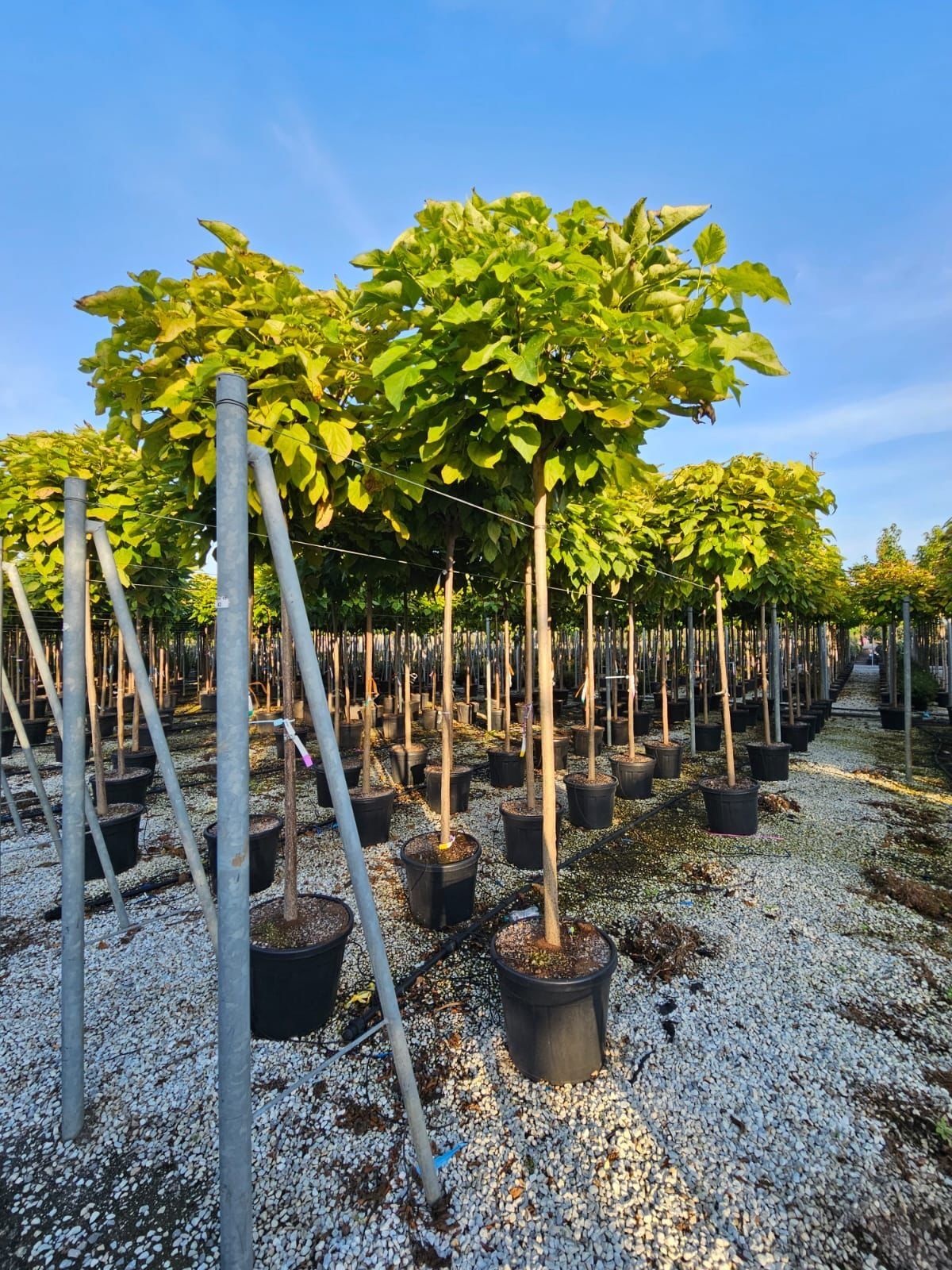 Catalpa globulară transportul este gratuit