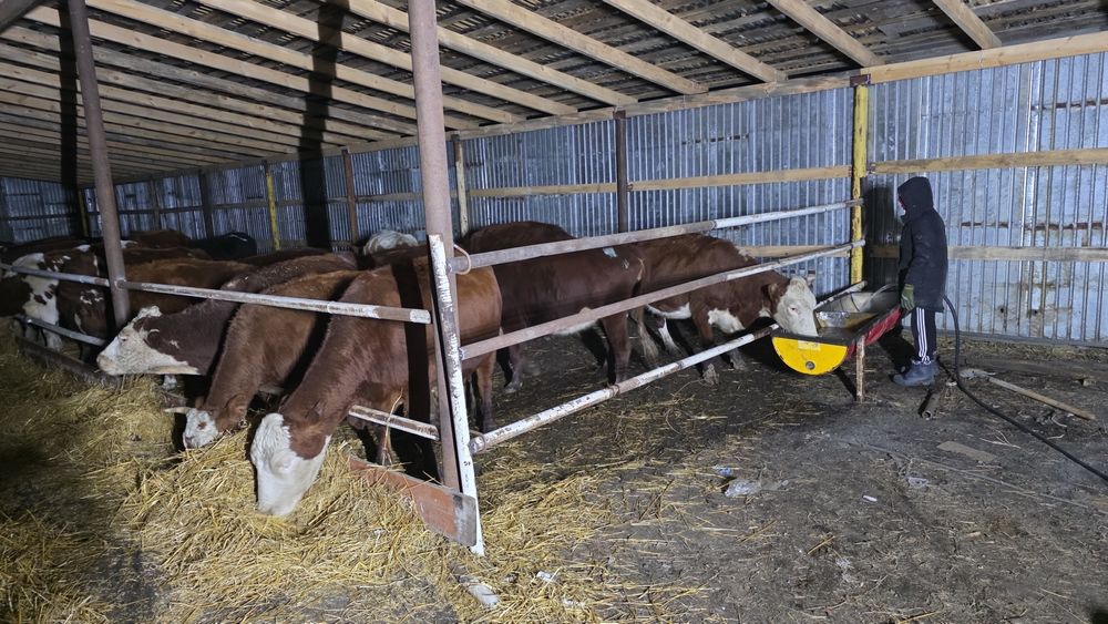 Продам коров белоголовых