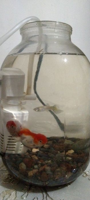 Baliqlar sotiladi 3 ta qizil shapka va guppi