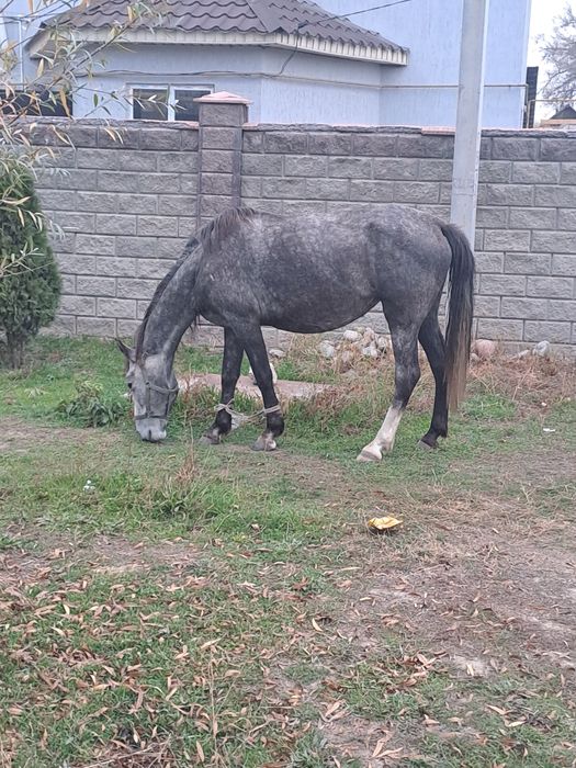 Бие сатылады, продам кобылу.