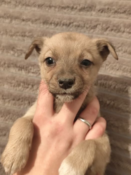 Щенок девочка гладкощерсткая