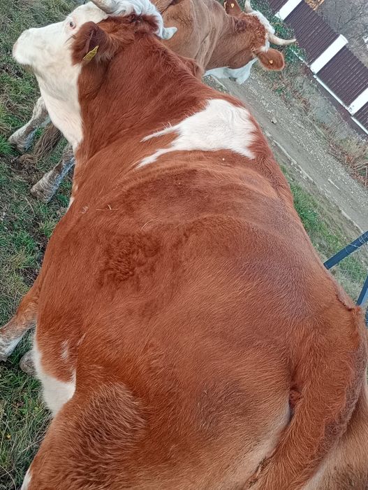 Vând vaca de abator