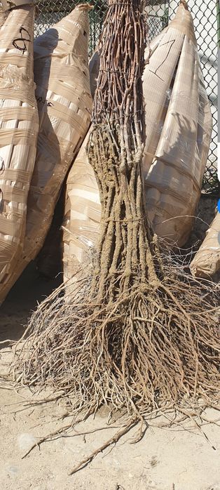 Producător butasi vita de vie soiuri hibride