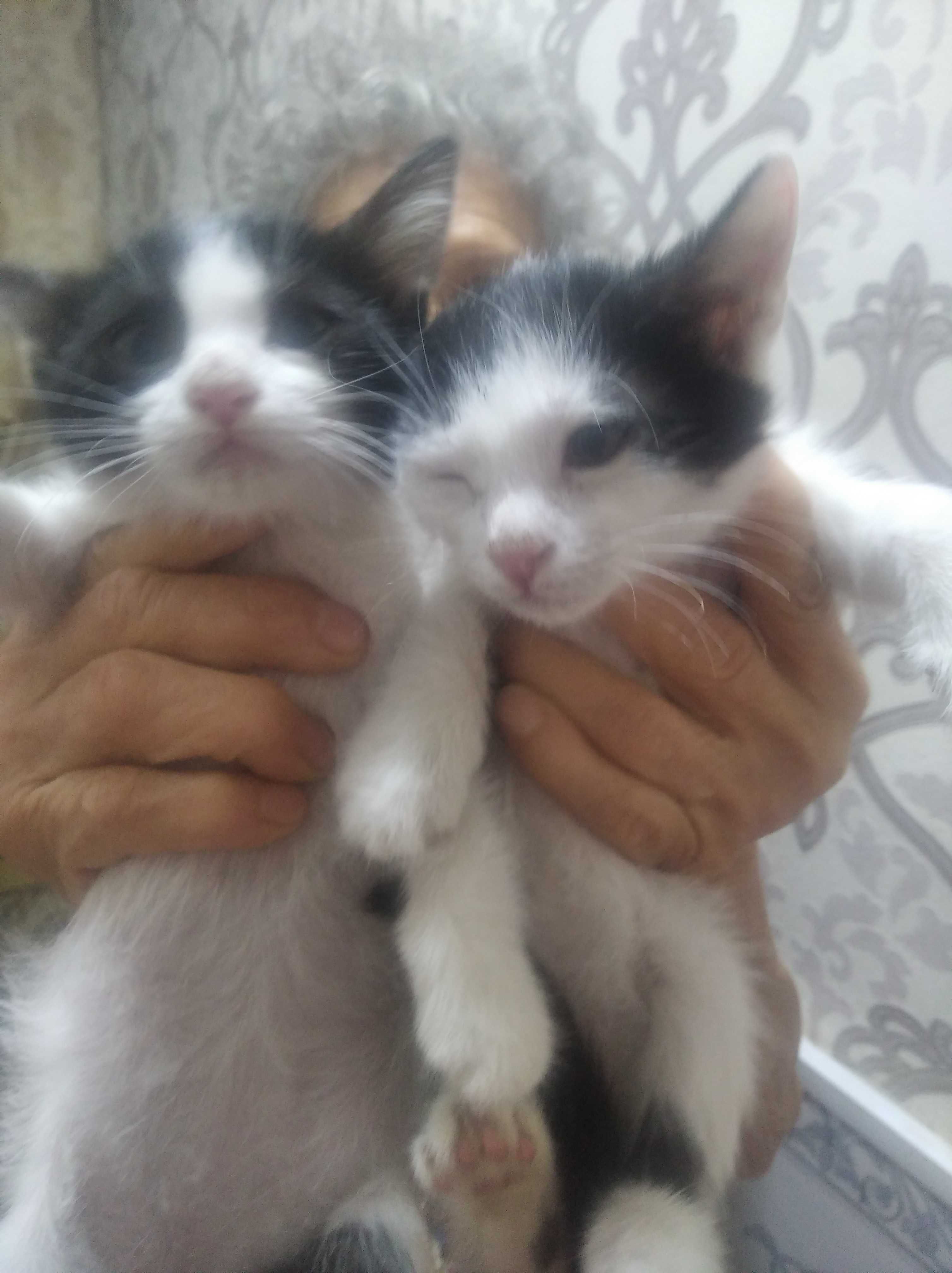 Бесплатно котята