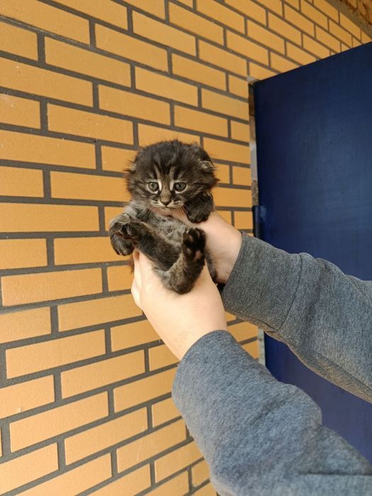 Продаются котята