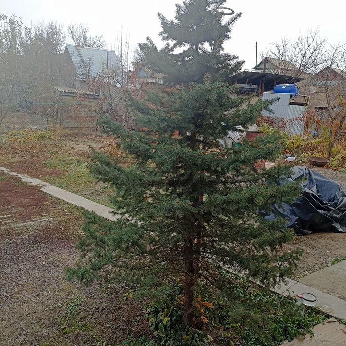 Продаю ёлку высота 4 метра