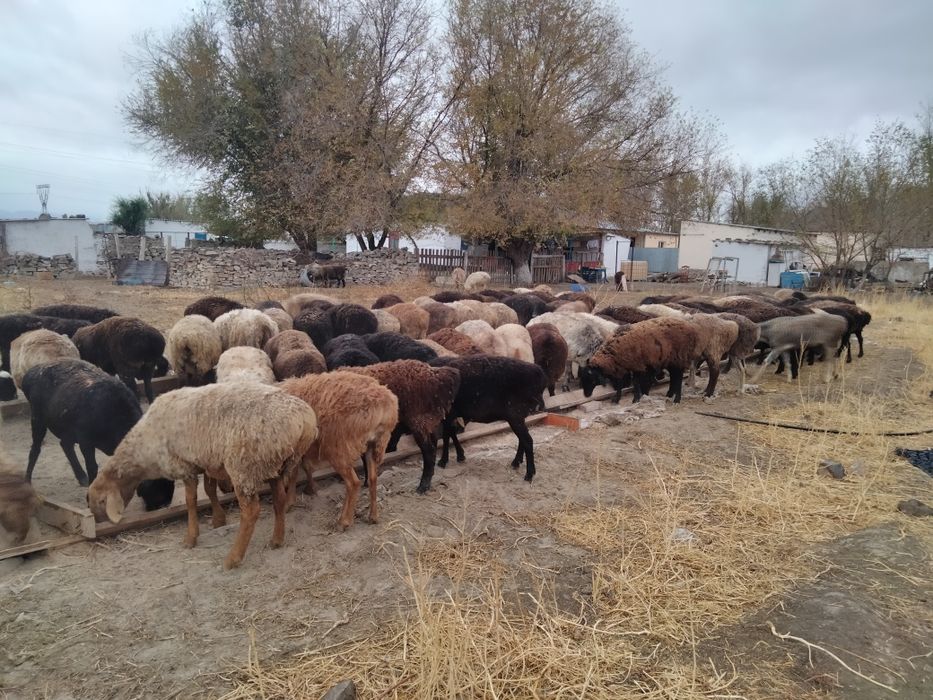 Қой саулық тұсақ бараны овцы