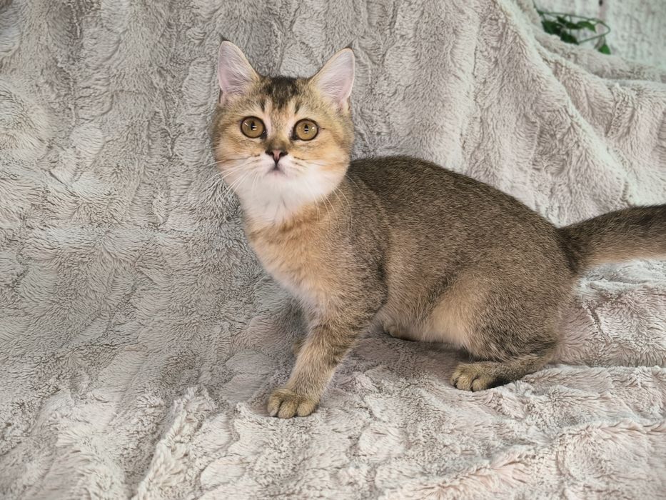 Vand fetita Scottish straight chinchilla