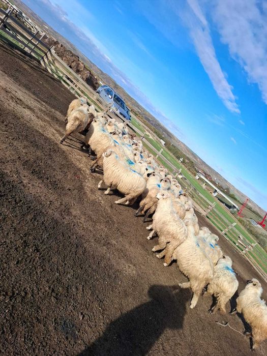 Vând oi țurcane bune