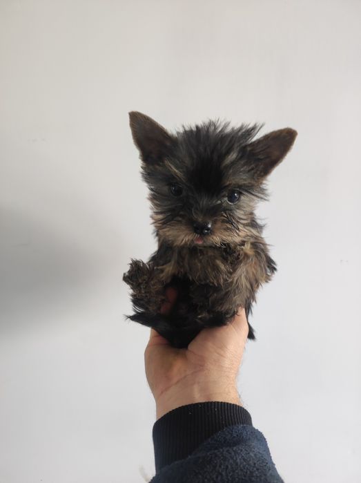 Мини Йоркширски териер йорки