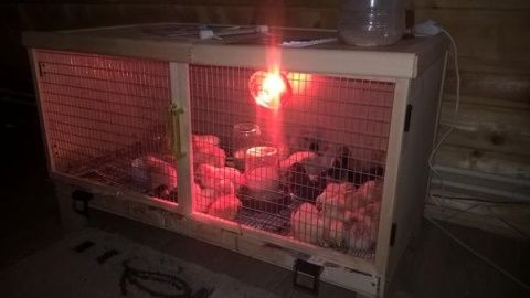 Лампа инфракрасная, красная для обогрева цыплят после вывода, Луппер
