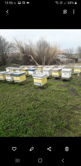 Продажба на кошери