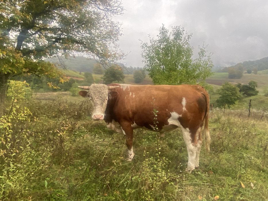 Taur de vanzare de doi ani