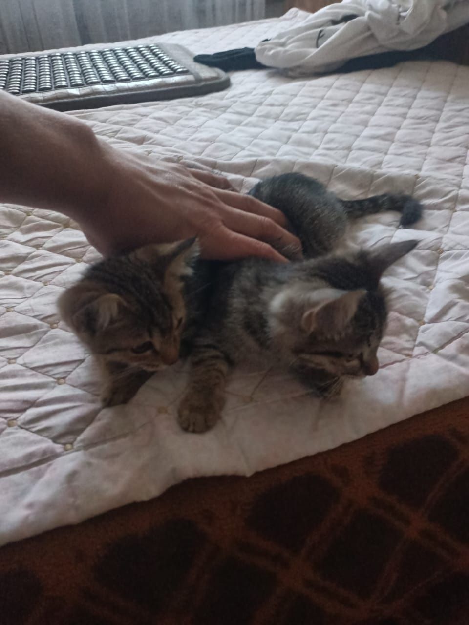 Отдам даром котят