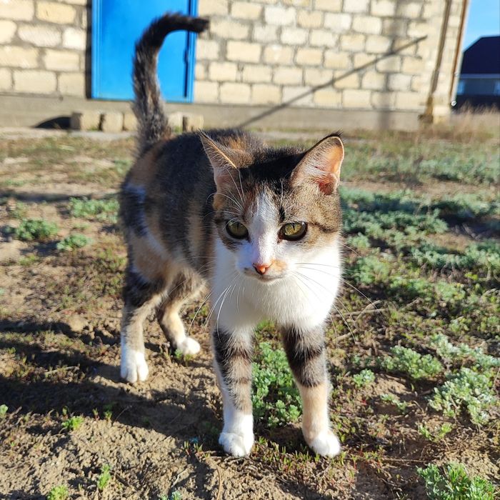 Отдам в добрые руки бауырластар 2