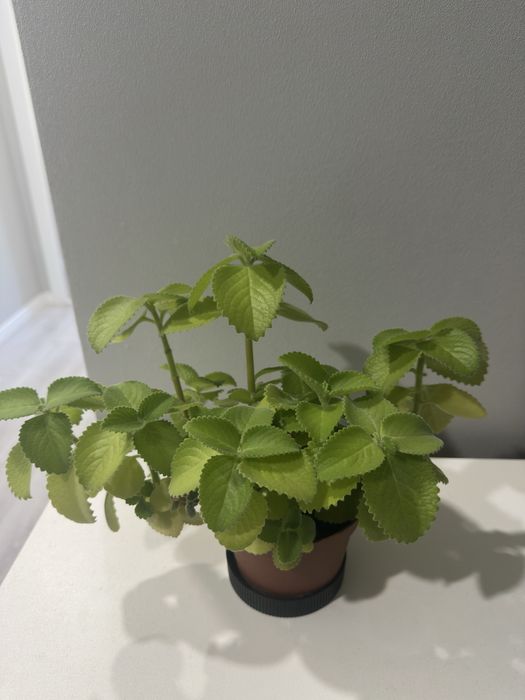 комнатная мята (плектрантус)