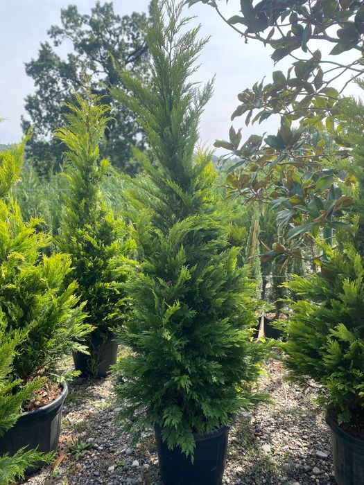 Tuia Leylandii Gard viu vesnic verde Calitate superioara