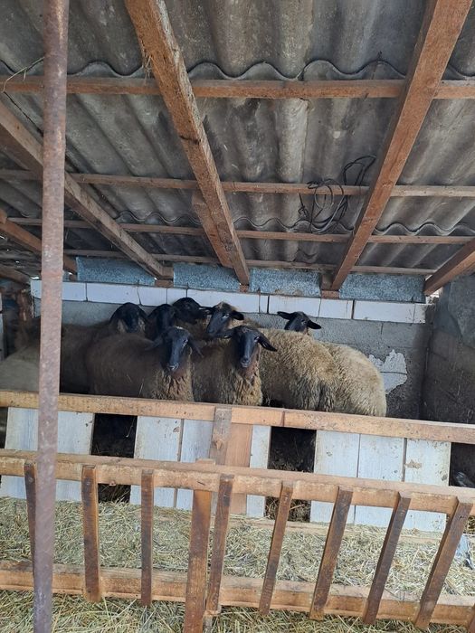 vând 9 miele și 1 berbec  mielele sunt gestante