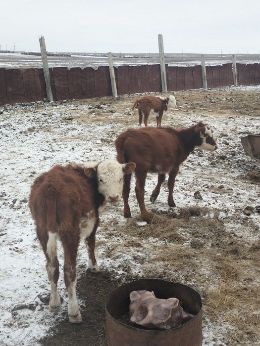 Продам продам продам