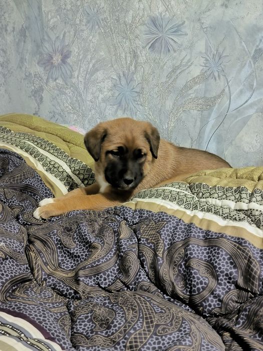 Щенята в добрые руки