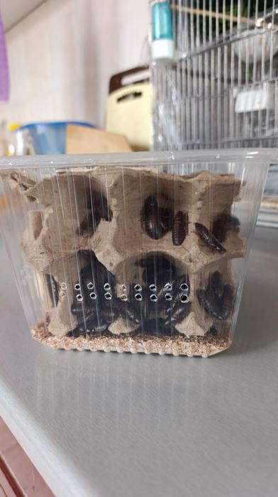 Мраморные тараканы