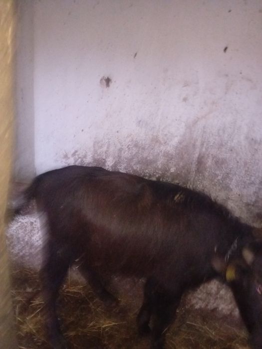 Vând vițel de bivol
