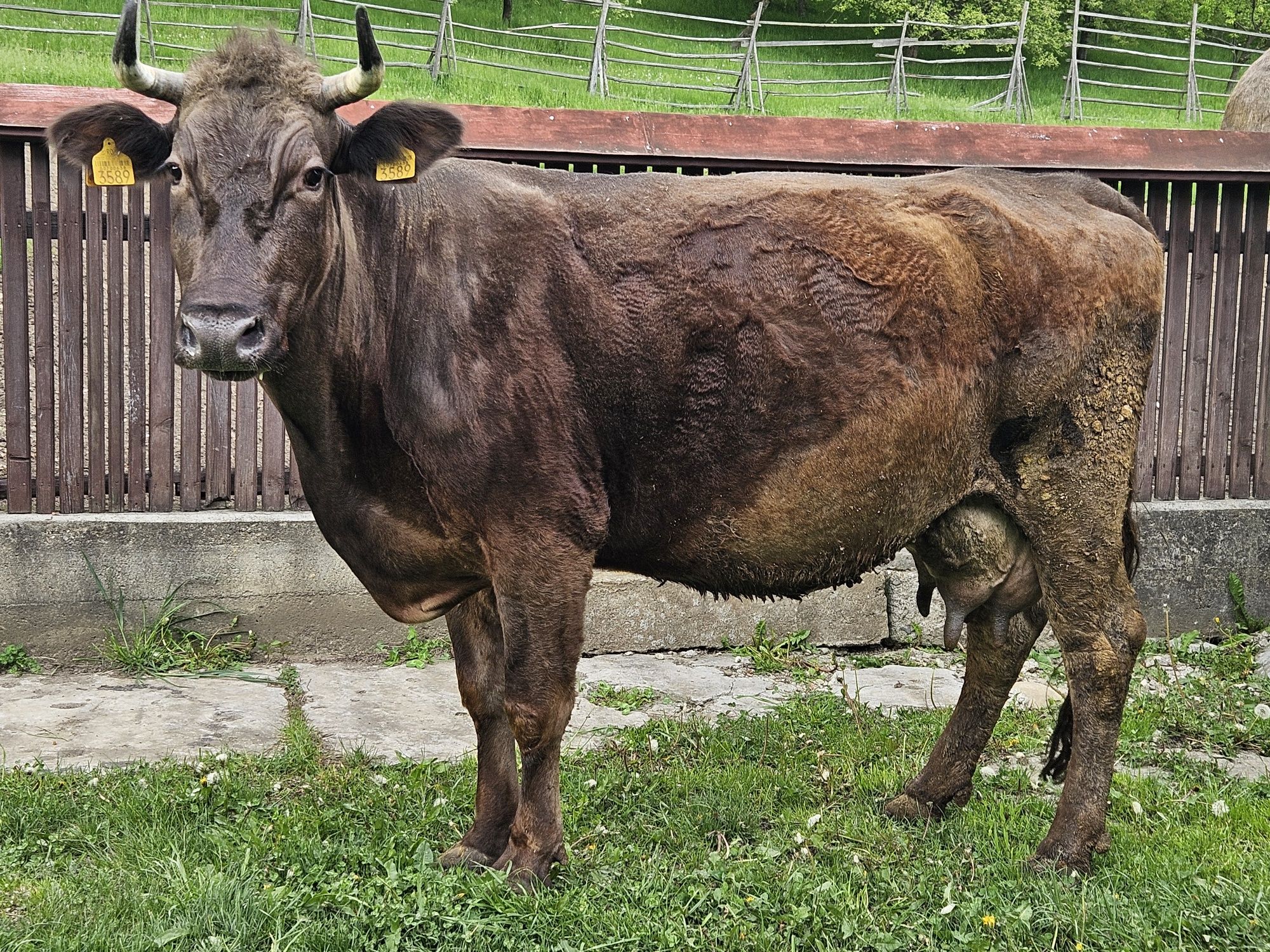 Vănd vacă cu vițel brună  de Maramureș
