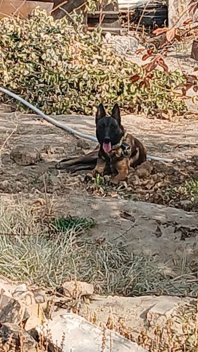 Белгиская овчарка малинуа, сука 11 месецев