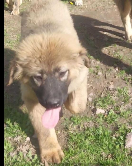 Кавказка Овчарка