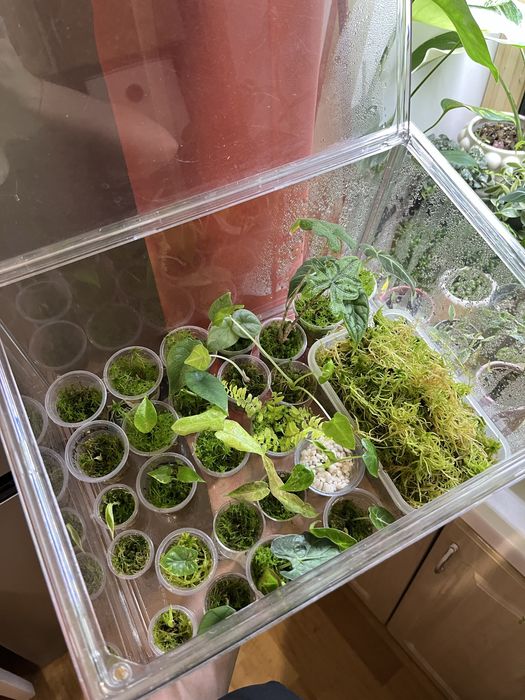 Клубни и детки алоказий