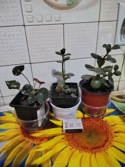 Цветов разных много