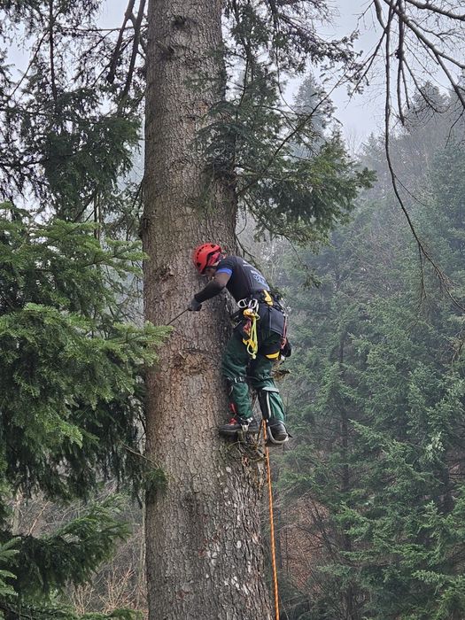Toaletari-Taieri copaci