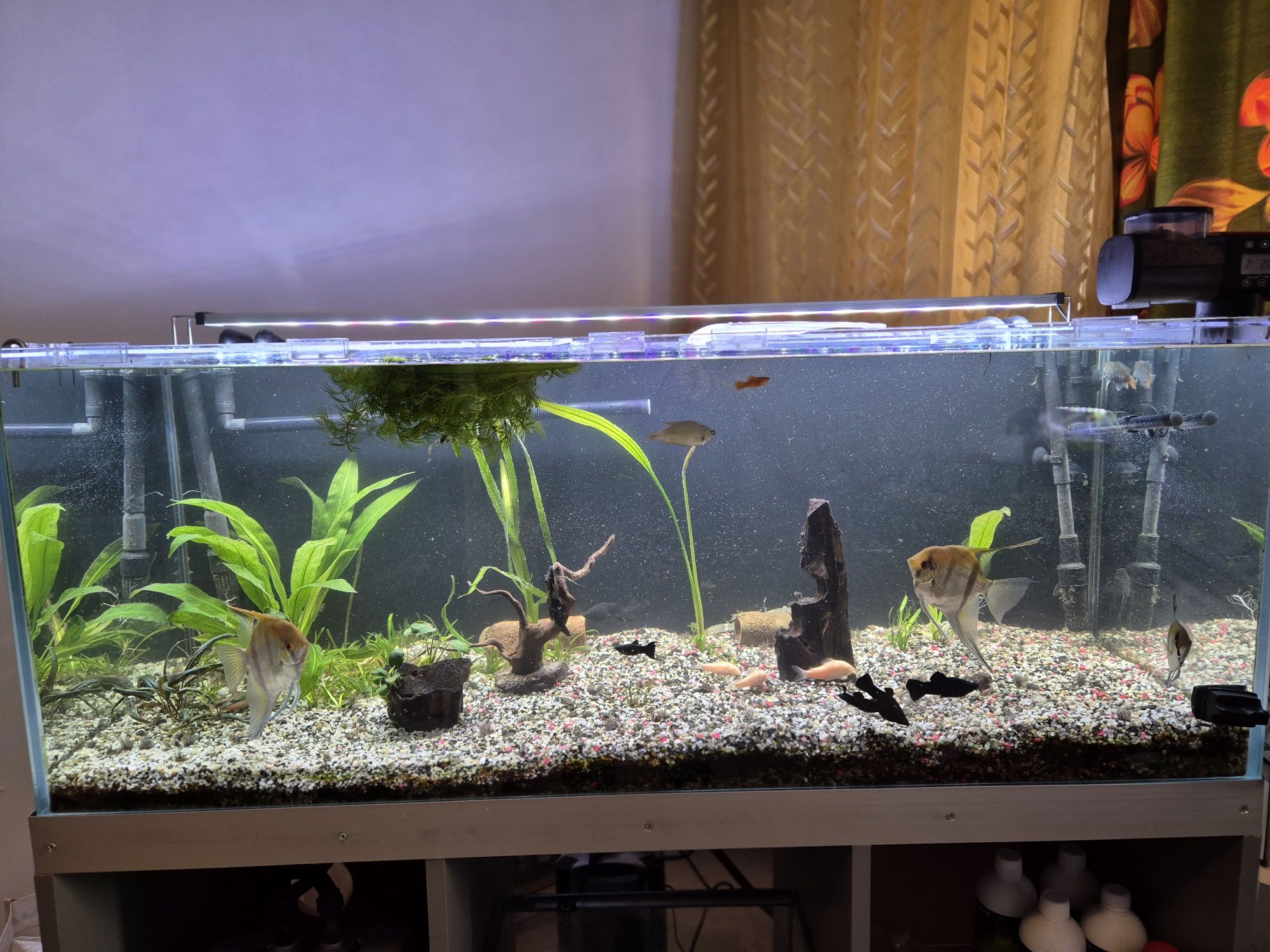 Acvariu 240litri complet